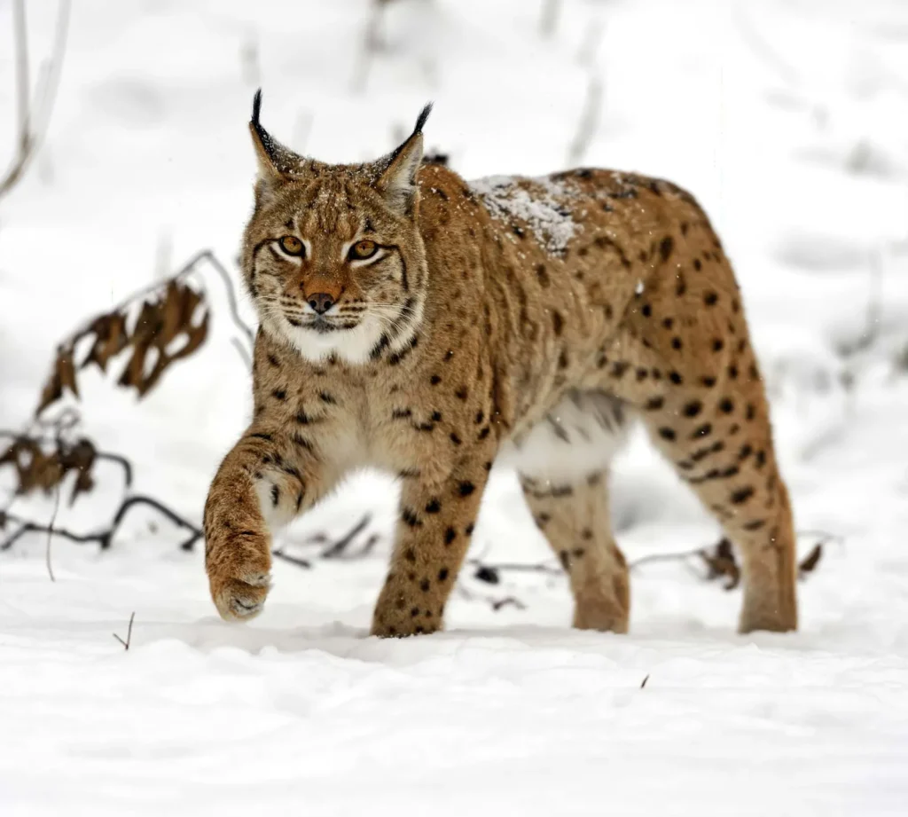 Cute Lynx Names