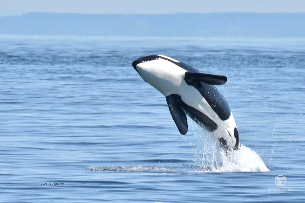 Cute Orca Names