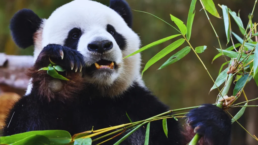 Cute Panda Names