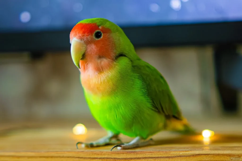 Cute Parrot Names