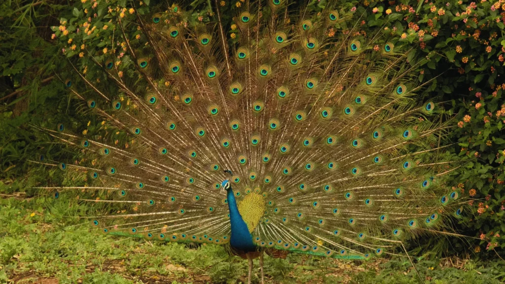 Cute Peacock Names