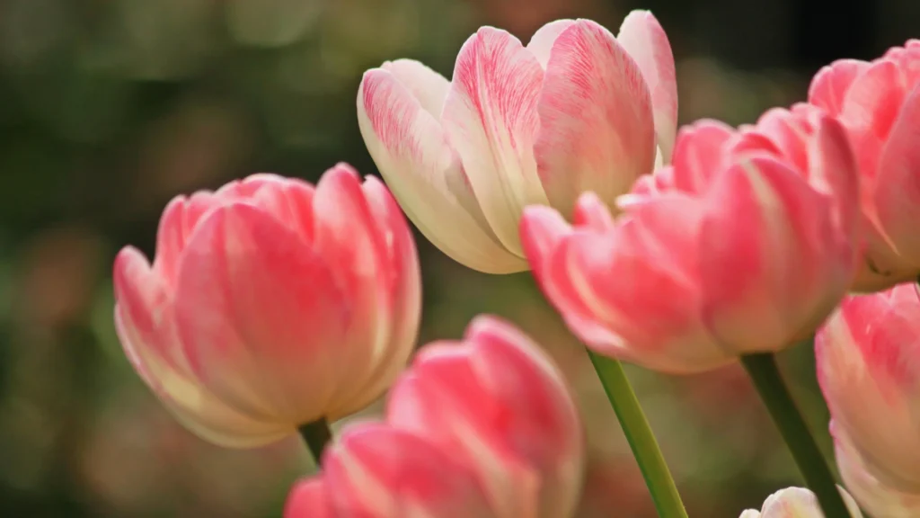 Cute Pink Flower Names