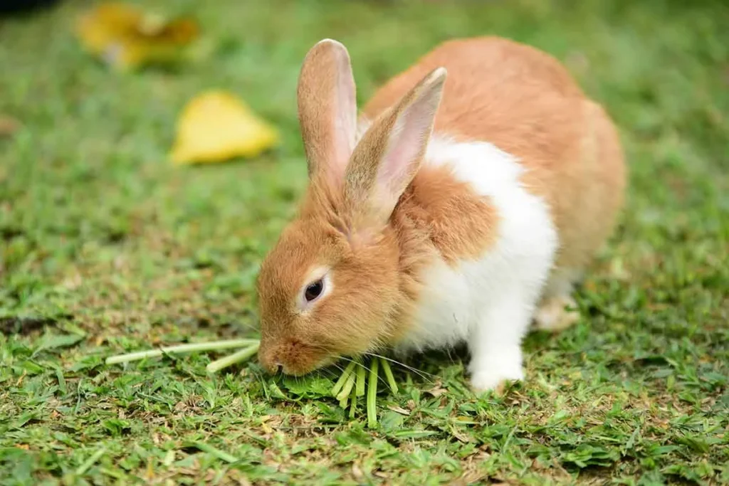 Cute Rabbit Names