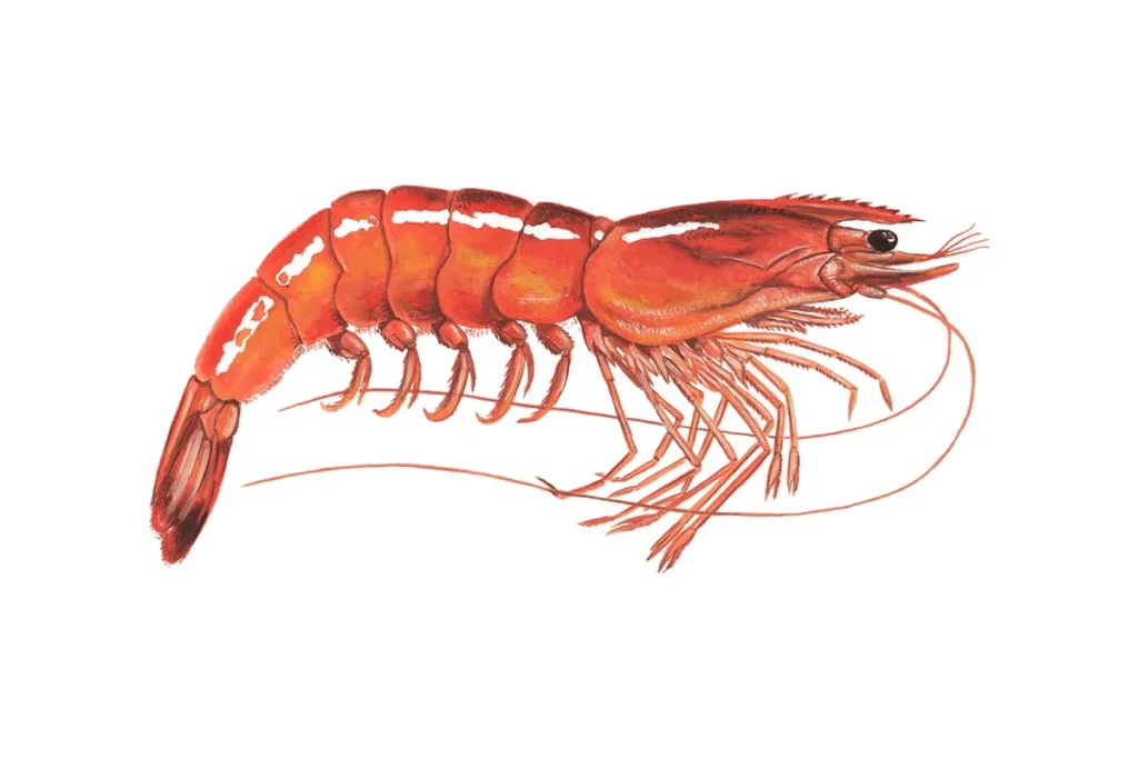 Cute Shrimp Names