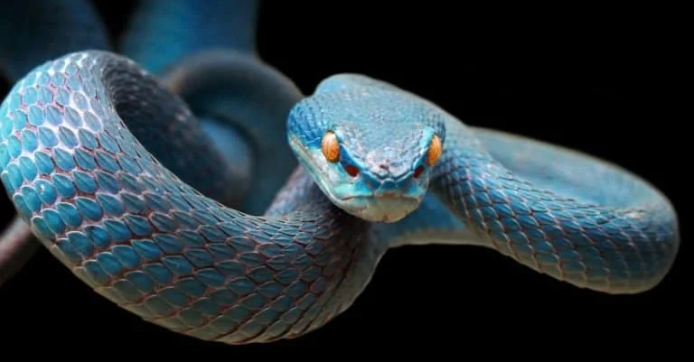 Cute Snake Names
