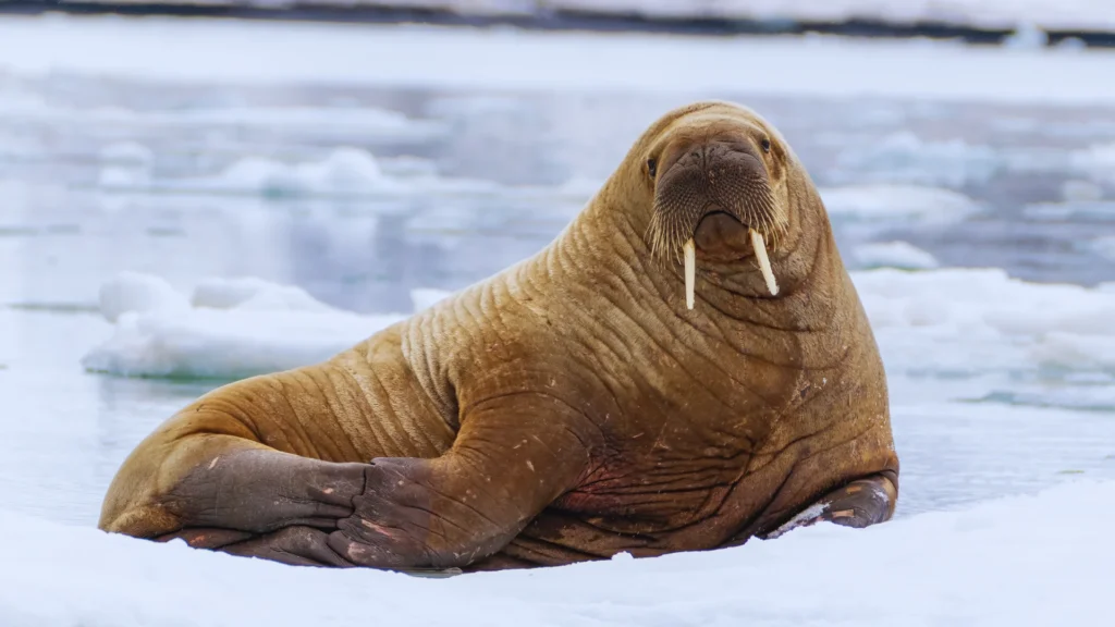 Cute Walrus Names