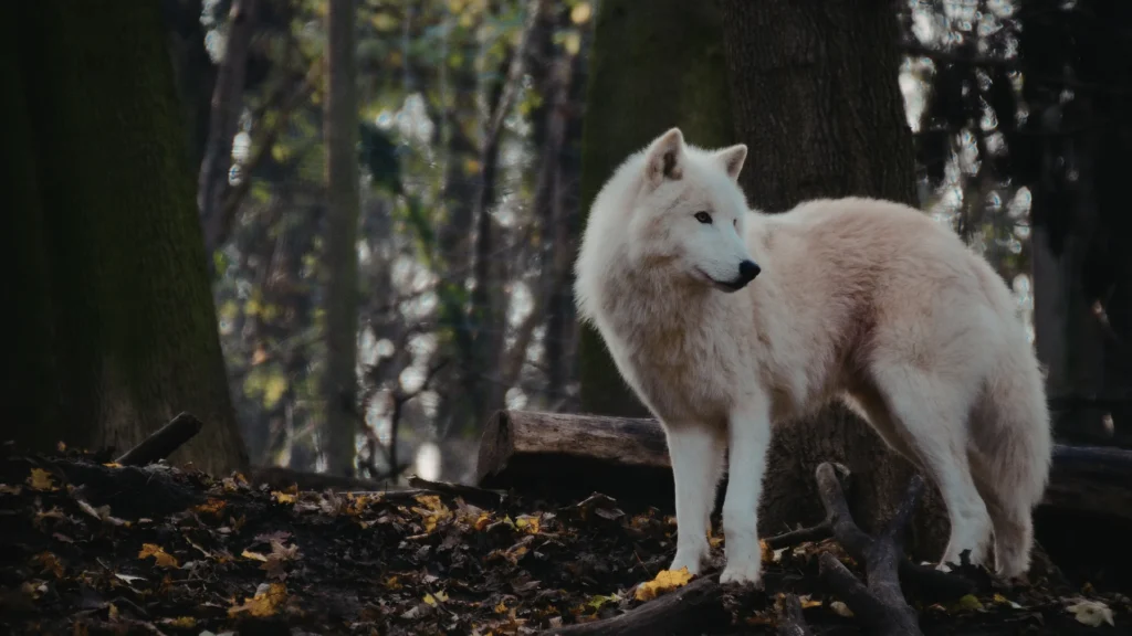 Cute Wolf Names