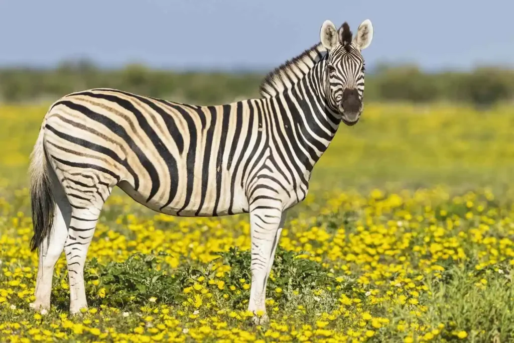 Cute Zebra Names