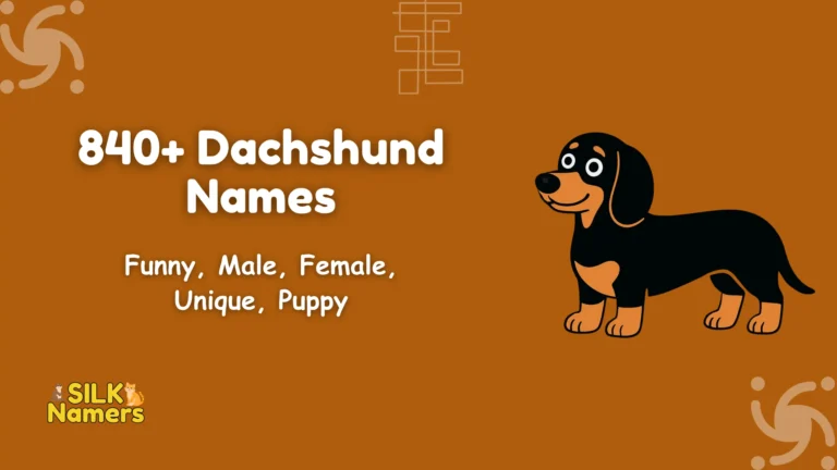 Dachshund Names