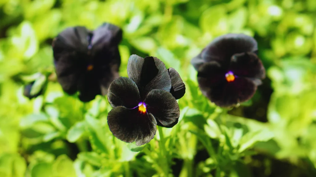 Dark Black Flower Names