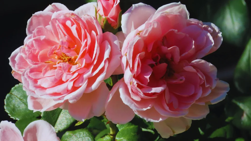 Dark Pink Flower Names