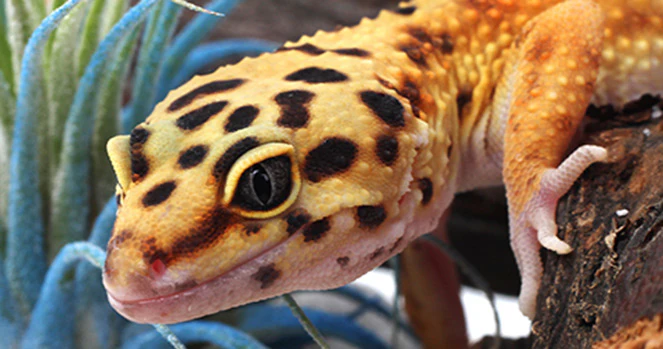 Desert Gecko Names