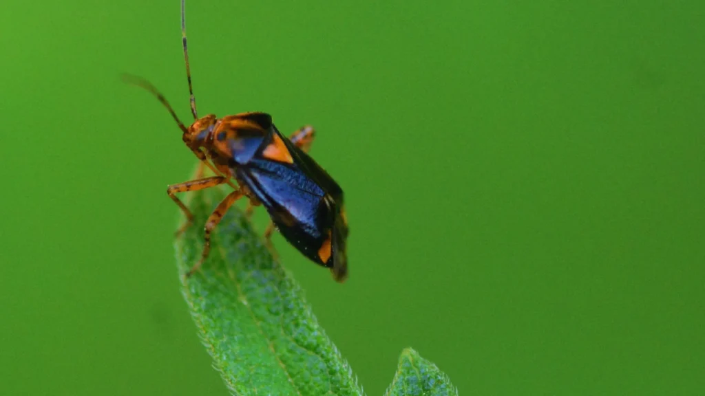 Dirty Bug Names