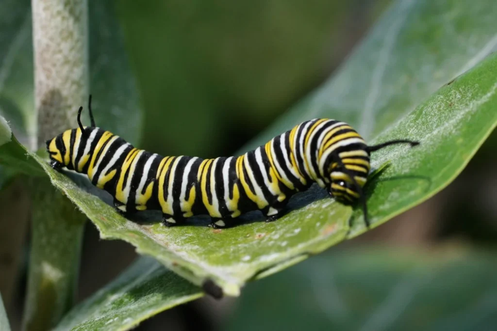 Dirty Caterpillar Names