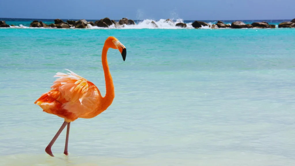 Dirty Flamingo Names