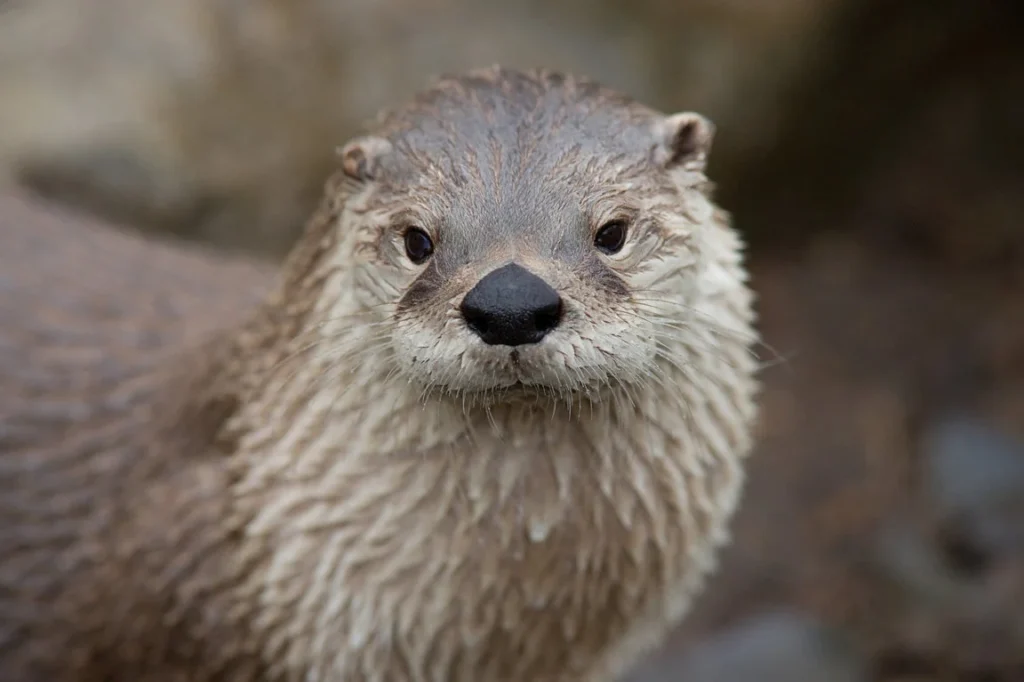 Dirty Otter Names