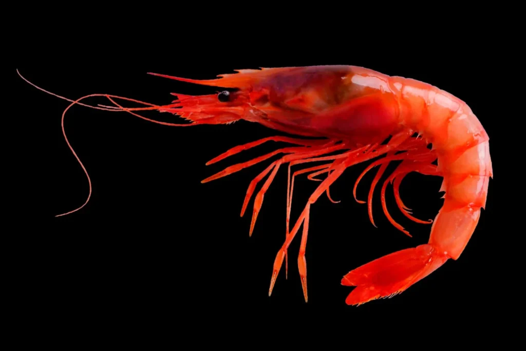 Dirty Shrimp Names