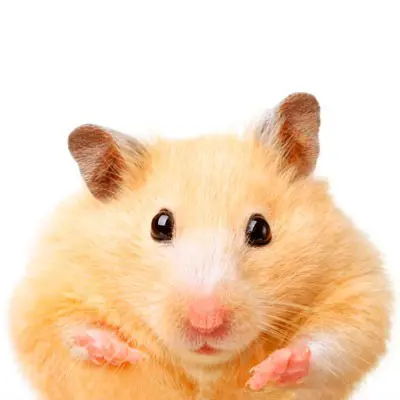Disney Hamster Names