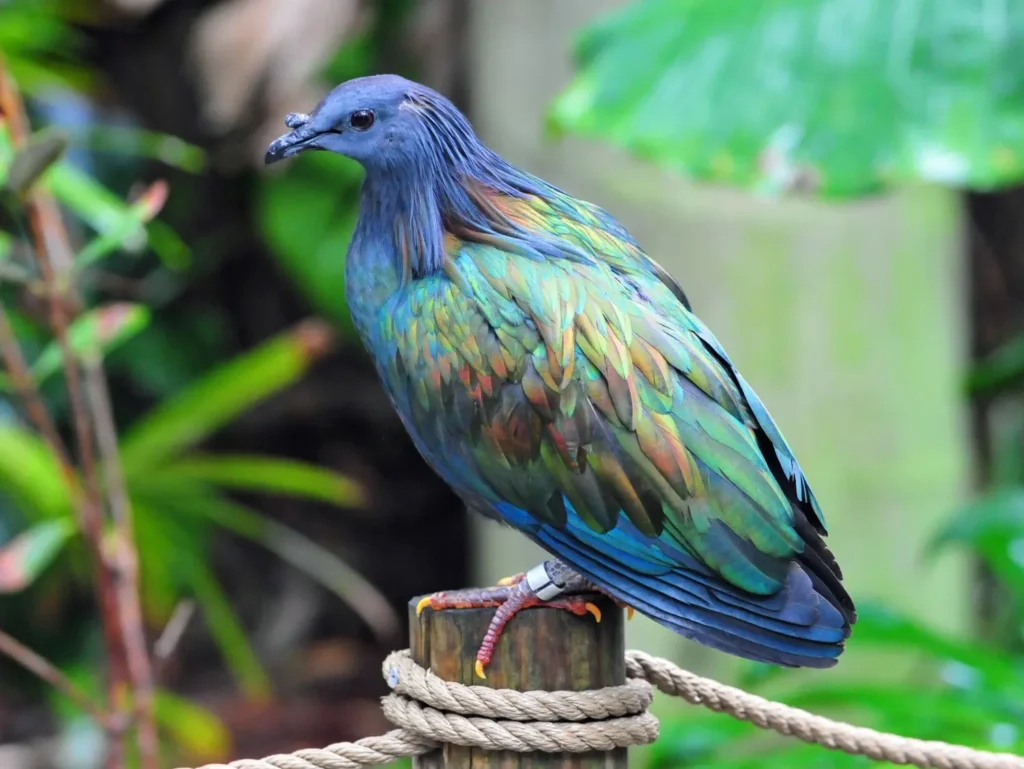 Disney Pigeon Names