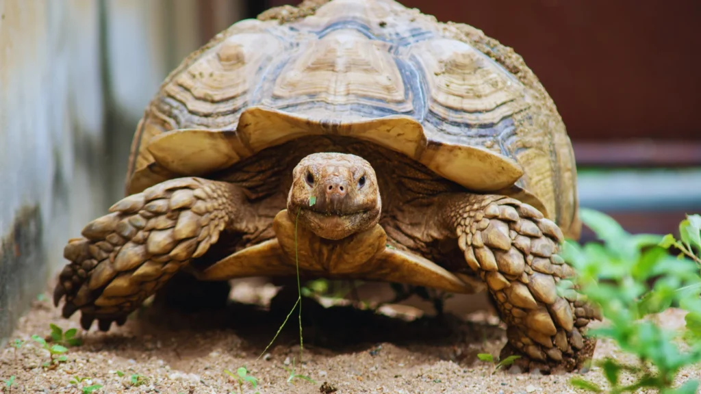 Disney Tortoise Names