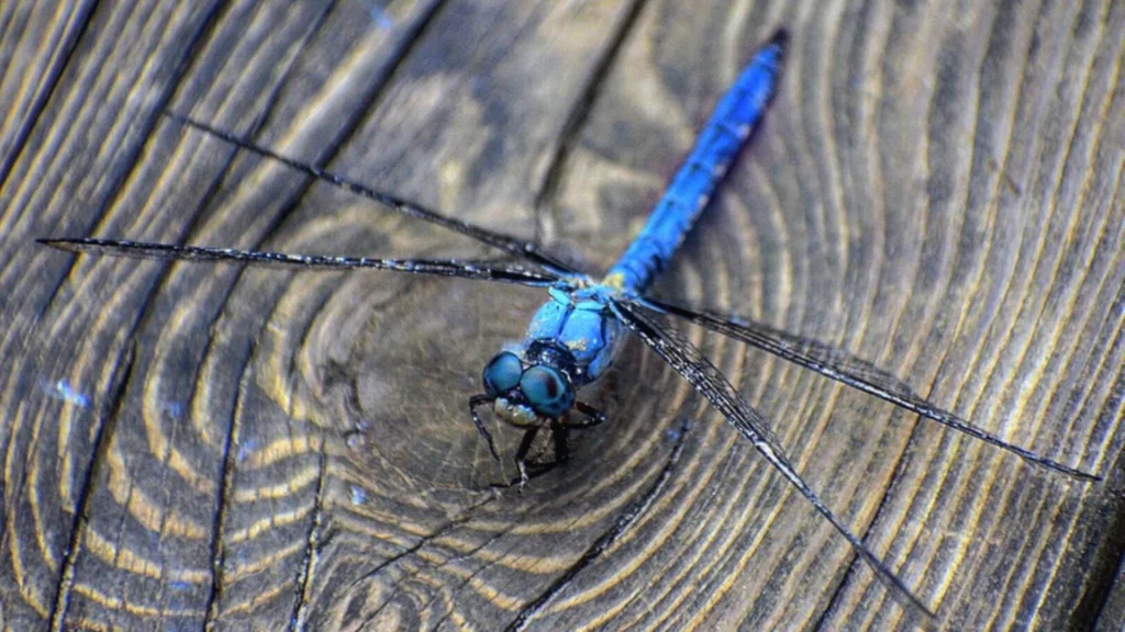 Dragonfly Pet Names
