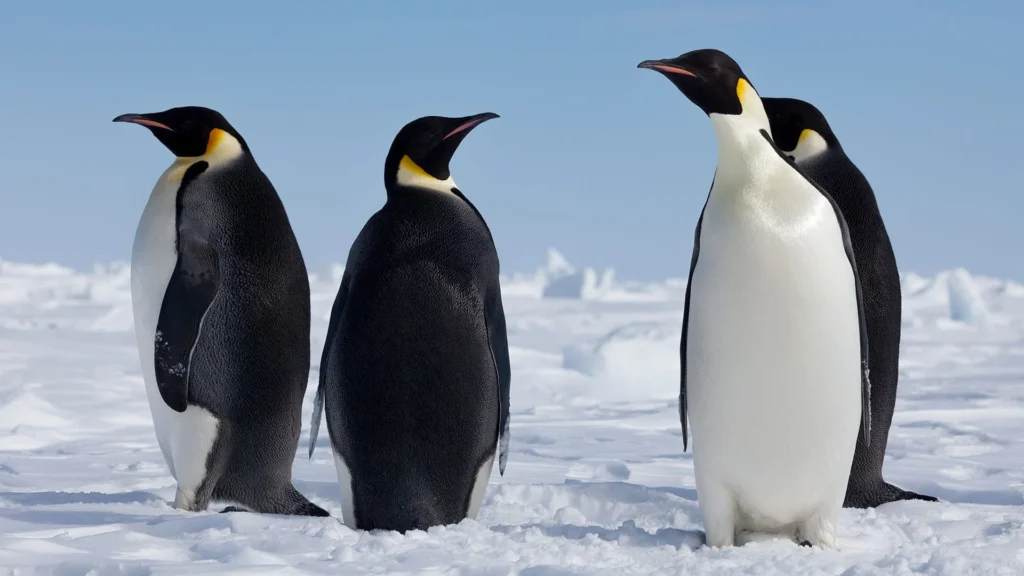 Emperor Penguin Names