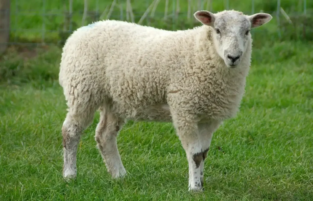Ewe Sheep Names