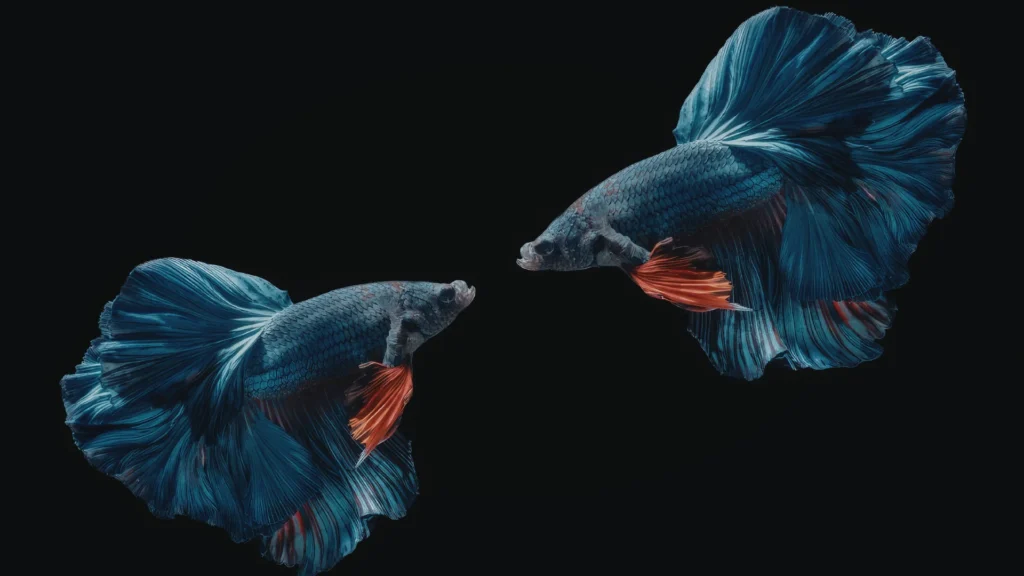 Exotic Betta Fish Names