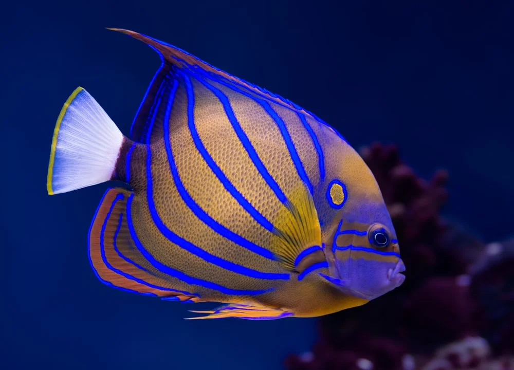 Exotic Saltwater Fish Names