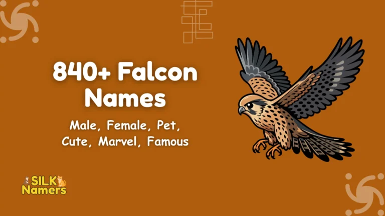 Falcon Names
