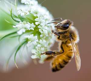 Famous Bee Names
