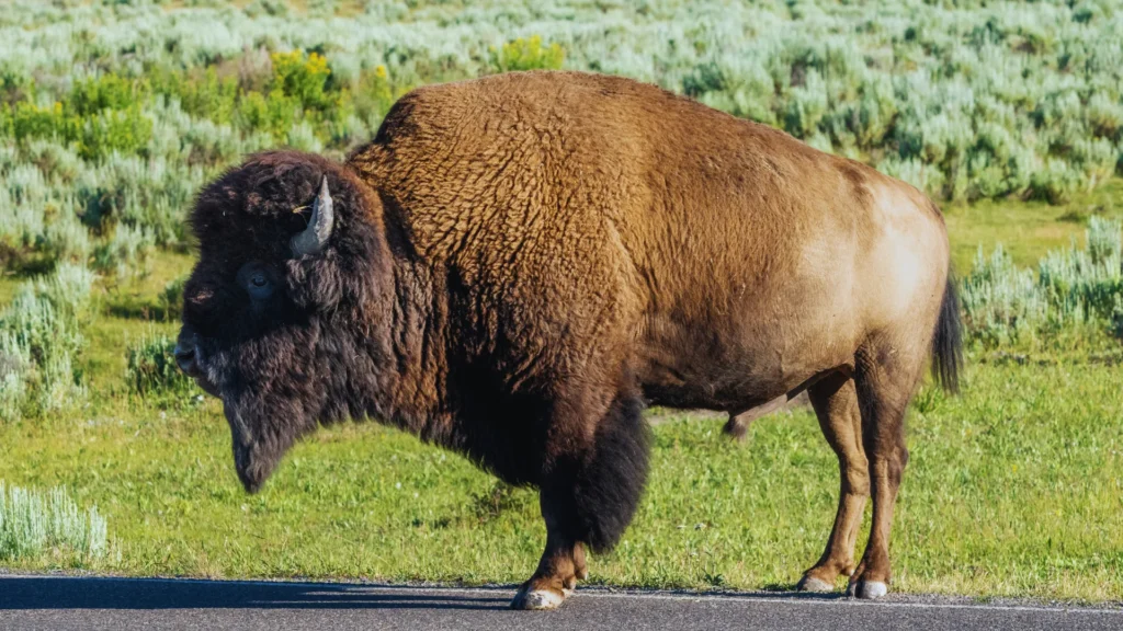 Famous Buffalo Names