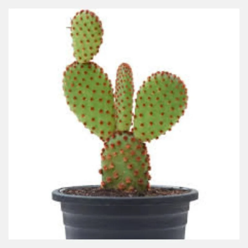 Famous Cactus Names