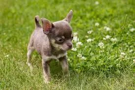 Famous Chihuahua Names