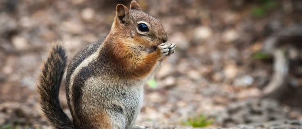 Famous Chipmunk Names