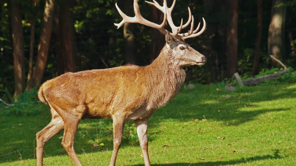 Famous Deer Names