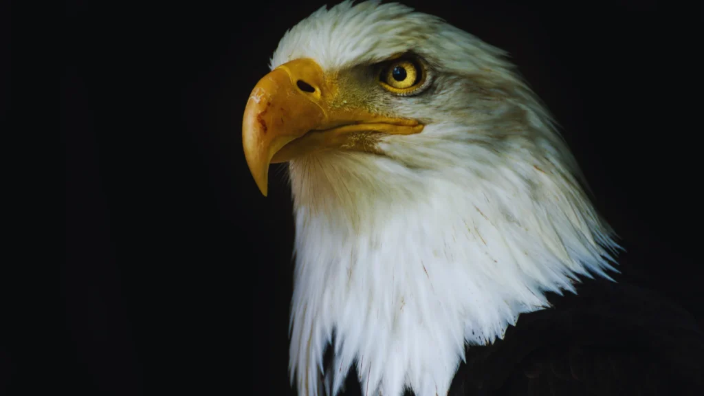Famous Eagle Names