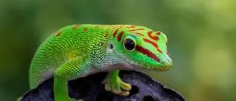 Famous Gecko Names
