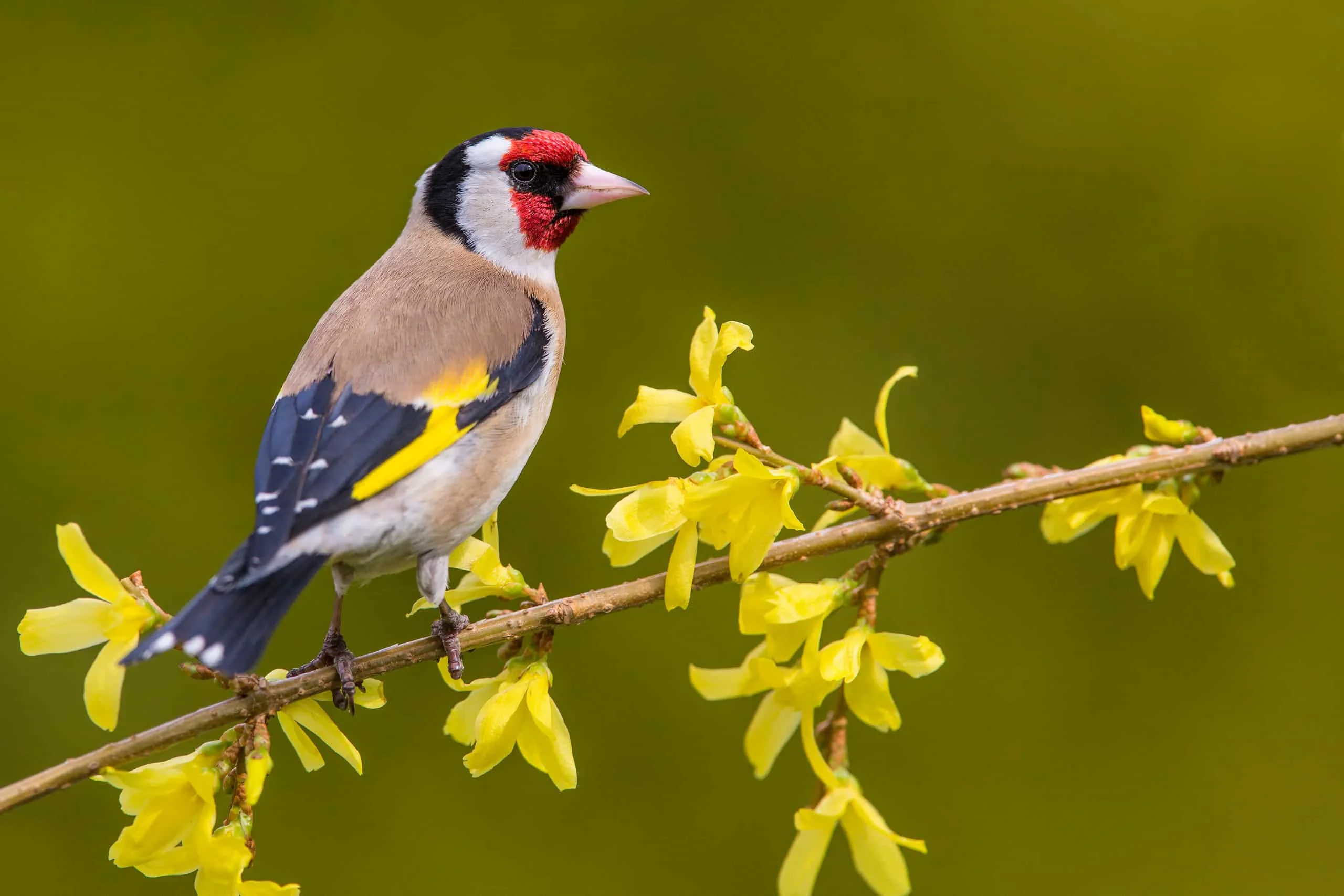 Famous Goldfinch Names