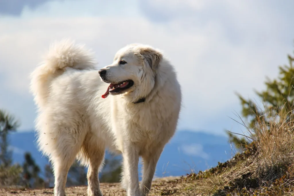 Famous Great Pyrenees Names