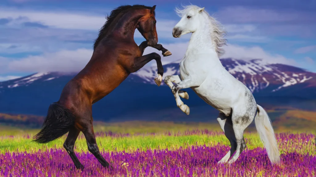 Famous Horse Names
