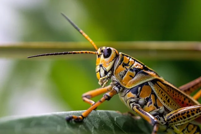 Famous Insect Names