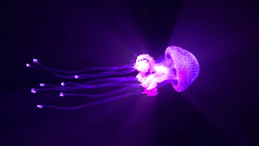 Famous Jellyfish Names