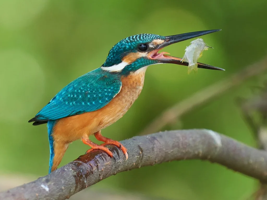 Famous Kingfisher Names