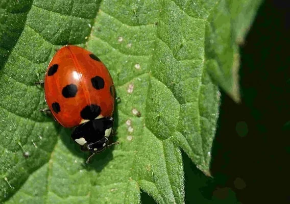 Famous Ladybug Names