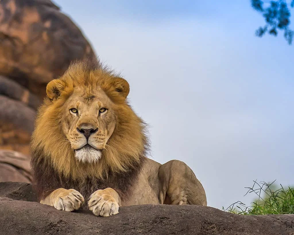Famous Lion Names