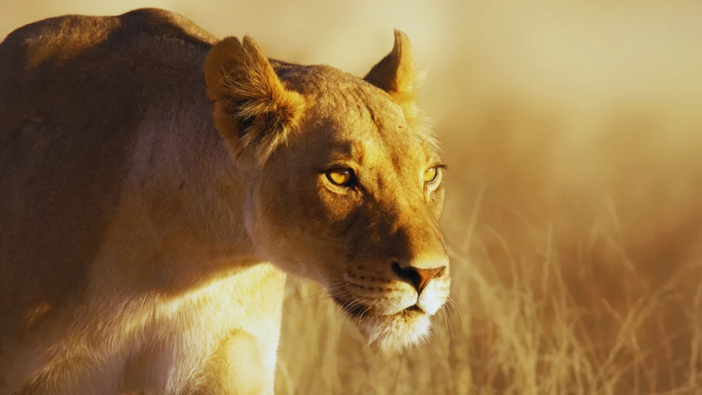 Famous Lioness Names