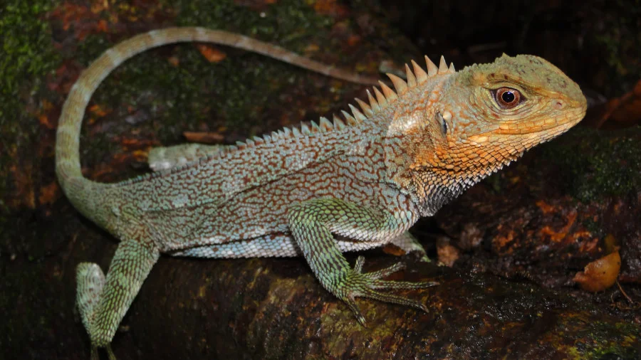 Famous Lizard Names