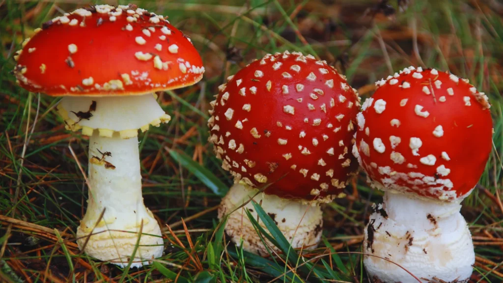 Famous Mushroom Names