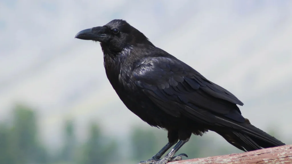 Famous Raven Names